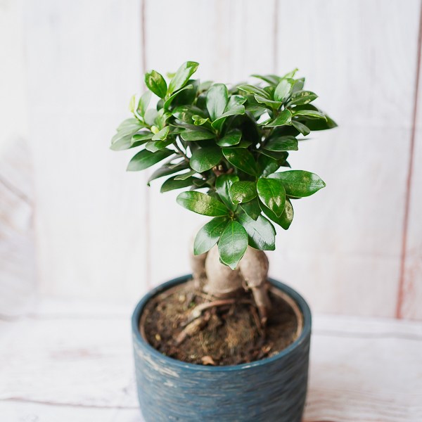 bonsai-plant-dublin