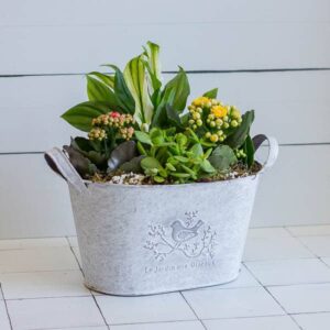 indoor planter oasis florists