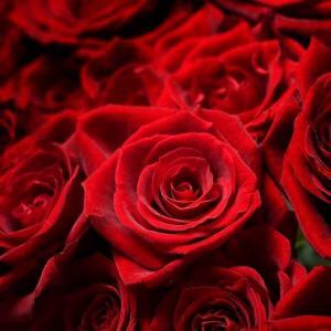 beautiful red roses flower delivery Dublin