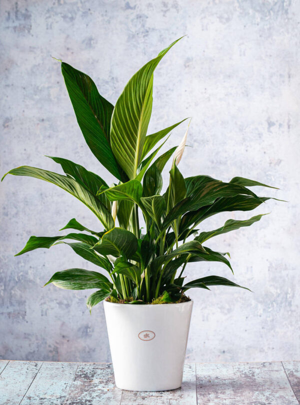 house plants peace lily Delivery in Dublin