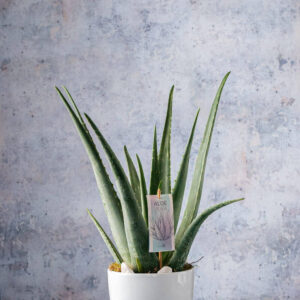 Aloe vera Flowers delivery Dublin