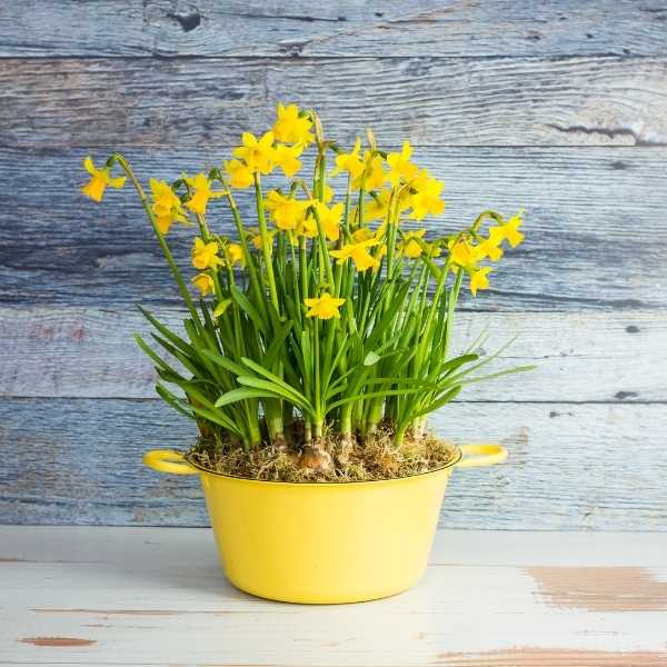 daffodil bowl