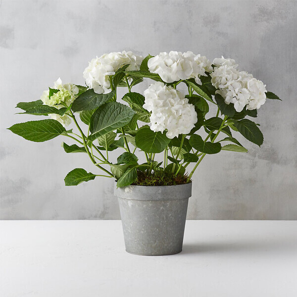 flower hydrangea house plant Flowers for Delivery in Dublin