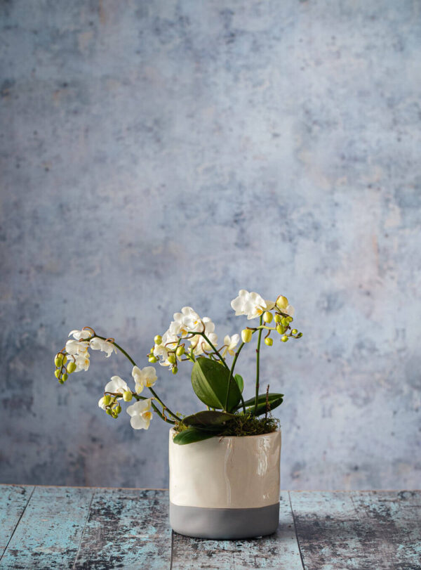 House plants online Dublin Delivery