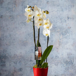 orchid house plants flowers delivery Dublin