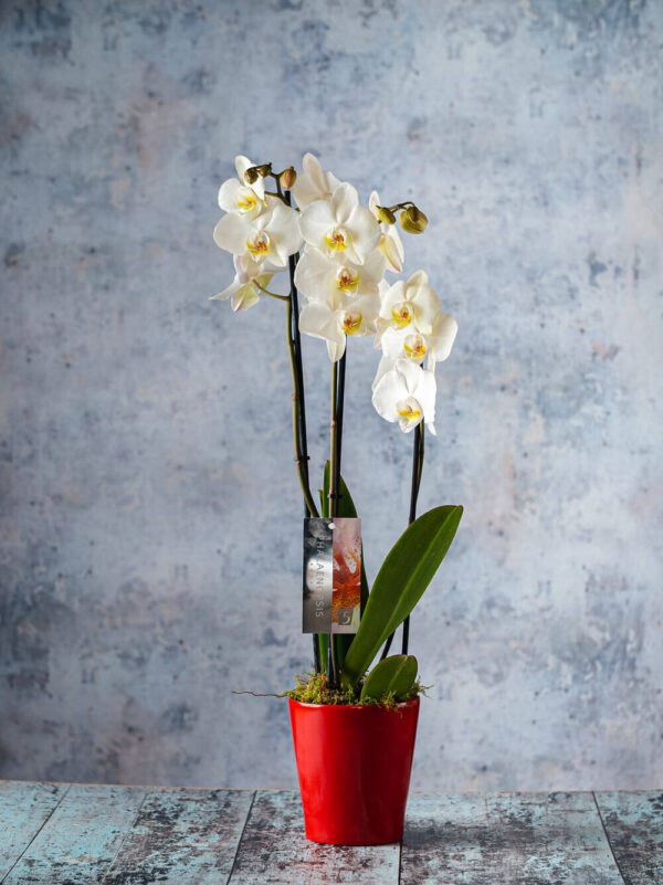 orchid house plants flowers delivery Dublin