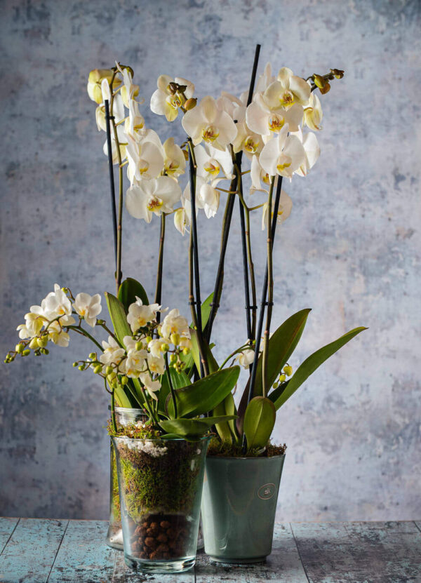 orchid house plants flowers delivery Dublin