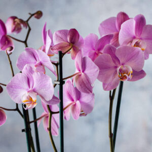 orchid house plants flowers delivery Dublin