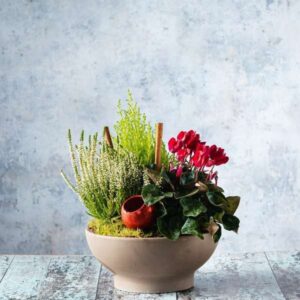 seasonal outdoor bowl Flowers for Delivery in Dublin