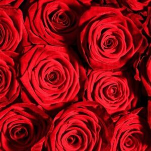 red romantic roses delivery flowers Dublin