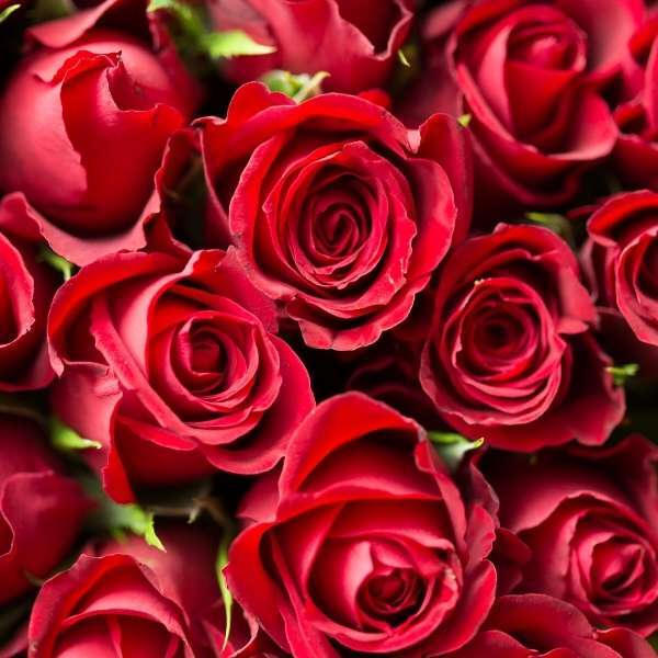 red roses delivery flowers Dublin