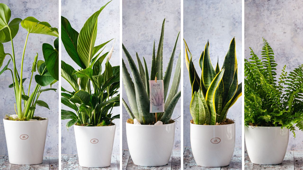 5 Best Indoor Plants for Better Health