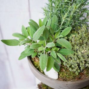 herb garden dublin florists