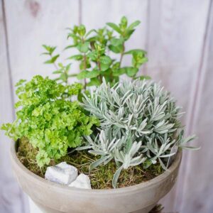 herb garden dublin florists