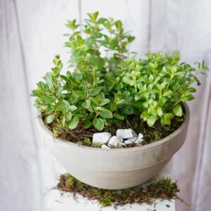 herb garden dublin florists