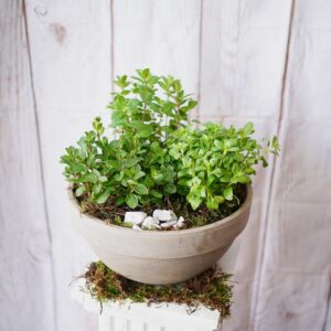 herb garden dublin florists