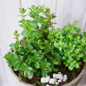 herb garden dublin florists