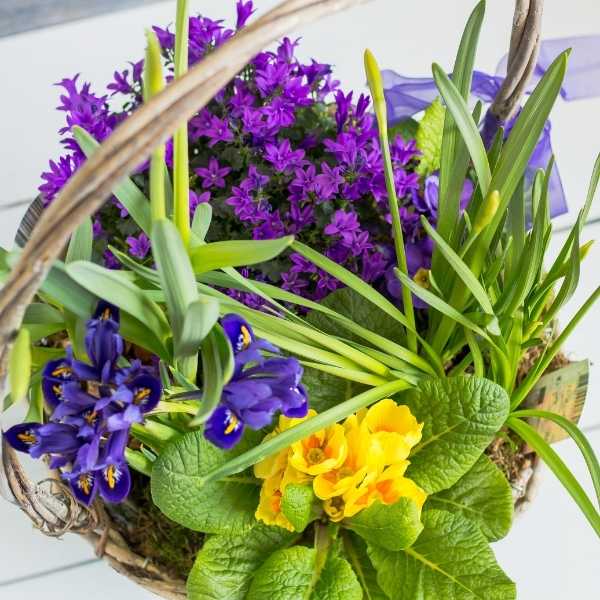 flower basket from Dublin Florist