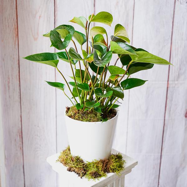 anthurium house plant or office plant