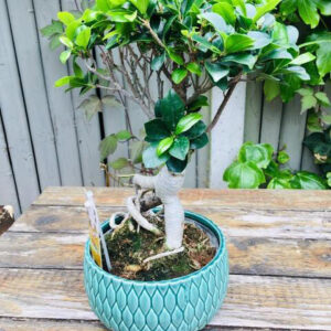 Ficus Ginseng Bonsai Tree - Image 3
