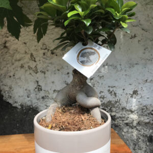 Ficus Ginseng Bonsai Tree - Image 4